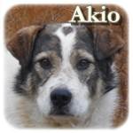 02.04.2015, Update 08.05.2016 - Akio, Mischling, ♂, geb. ca. , mittelgroß
