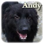 25.08.2017, Update 18.05-2018 - Andy, Mischling, ♂, geb. ca. Feb./März 2017