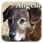 Angelo, Mischling, ♂ kastriert, beb. ca. 2004, ca. 47 cm