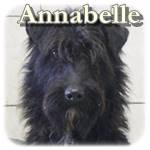 20.02.2019, Update 17.05.2019 - Annabelle, Mischling, ♀, geb. ca. 2017, mittelgroß
