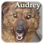 04.04.2017, Audrey, Mischling, ♀ kastriert, geb. ca. 2012, mittelgroß