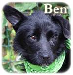Update 12.03.2017 - Ben, Mischling, ♂, geb.ca. 2014/2015, mittelgroß