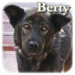 06.11.2014, Update 23.01.2016 – Berty, Mischling, ♂, geb. ca. Juni/Juli 2014, ca. 55 cm, ca.22 kg