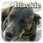 Update 197.06.2015 - Blackie, Mischling, ♀ kastriert, geb. ca. 2012, ca. 55-60 cm