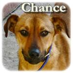 Update 20.01.2016 - Chance, Mischling, ♂, geb. ca. 2012/2013, mittelgroß