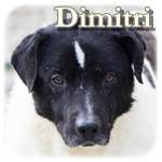 Update 10.01.2016 – Dimitri, Mischling, ♂, geb. ca. 200, mittelgroß