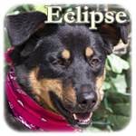 Update 19.11.2016 - Eclipse, Mischling, ♀, geb. ca. 2012, mittelgroß