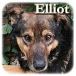 Update 06.04.2017 - Elliot, Mischling, ♂, geb. ca. 2006, ca. mittelgroß