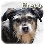 Update 16.12.2015 - Freyo, Mischling, ♂, geb. ca. 2009, mittelgroß, ca. 20-25 kg