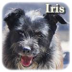 11.02.2016, Update 150.01.2018 - Mama Iris, Mischling, ♀, geb. ca. 2012, mittelgroß
