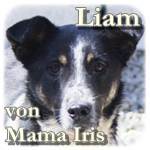 Update 01.03.2017 - Liam, Mischling, ♂, geb. ca. Mitte Januar 2016, mittelgroß