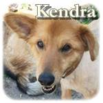 Update 10.03.2017 - Kendra, Mischling, ♀, geb. ca. a. 2010/2011, ca. 50 cm, ca. 18-20 kg
