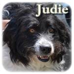 Update 07.09.2015 - Judie, Mischling, ♀ kastriert, geb. ca. ,