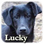 09.12.2018 - Update 13.02.2019, Lucky, Mischling, ♂, geb. ca. Sept. 2018