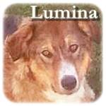 29.10.2018, Update 15.06.2019 - Lumina, Mischling, ♀, geb. ca. 2014/2015, mittelgroß