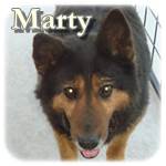 Update 17.11.2015 - Marty, Mischling, ♂, geb. ca. 2000, mittelgroß-groß