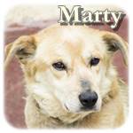 Update 18.04.2017 - Marty, Mischling, ♂, geb. ca. 2002, mittelgroß