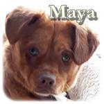 02.02.2019, Maya, Mischling, ♀ kastriert, geb. ca. Januar 2018, ca. 38 cm