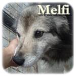 Update 04.01.2016 - Melfi, Mischling, ♂, geb. ca. 2009, mittelgroß