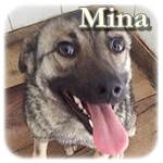 28.03.2019, Update 01.06.2019 - Mina, Mischling, ♀ kastriert, geb. ca. , klein
