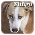 Update 21.03.2017 - Mingo, Mischling, ♂, geb. ca. ca. 2013/2014, mittelgroß