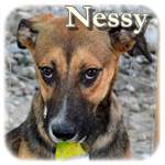 Update - 06.11.2015 - Nessy, Mischling, ♀, geb. ca. Mitte November 2014