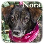 Update 12.01.2017 - Nora, Mischling, ♀ kastriert, geb. ca. 2007/2008, mittelgroß