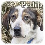 Updatre 21.11.2016 - Pedro, Mischling, ♂, geb. ca. 2012/2013, ca, 58 cm , ca. 25 kg