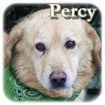 Update 31.01.2017 - Percy/Rory, Mischling, ♂, geb. vor 2004, mittelgroß