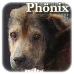 24.04.2018, Phönix, Mischling, ♂, geb. vor 2008, mittelgroß
