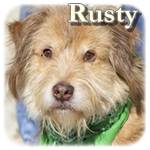 Update 12.08.2016 - Rusty, Mischling, ♂, geb. ca. 2006-2008, ca. 40-42 cm