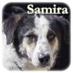 Update 06.11.2016 - Samira, Mischling, ♀, geb. ca. Nov. 2014, mittelgroß