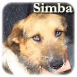 Update 17.06.2015 - Simba, Mischling, ♂, geb. ca. 2012, ca. 55 cm, ca. 20 - 23 kg