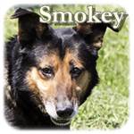 04.12.2013, Update 05.02.2015 - Smokey, Mischling, ♀, geb. ca. 2006/2007, ca. 55 cm, ca. 22 kg
