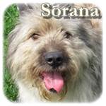 Update 07.12.2015 - Sorana, Mischling, ♀, geb. ca. 2012/2013, mittelgroß-groß