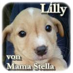 Lilly, Mischling, ♀, geb. ca. Mite März 2016