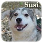 Update 22.06.2015 - Susi, Mischling, ♀ kastriert, geb. ca. 2013,