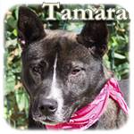Update 07.11.2016 - Tamara, Mischling, ♀, geb. ca. 2012/2013, ca, 55 cm
