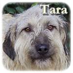 Update 21.11.2016 - Tara, Mioritic-Mischling, ♀ kastriert, geb. ca. 2012, mittelgroß - groß