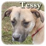 Update - 06.12.2015 - Tessy, Mischling, ♀, geb. ca. Mitte November 2014