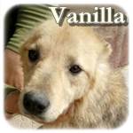 Vanilla, Mischling, ♀, geb. ca. 2013, mittelgroß
