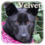Update 28.02.2017 - Velvet, Mischling, ♀ kastriert, geb. ca. Anfang 2015, mittelgroß