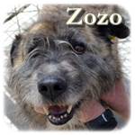 23.03.2016, Update 26.02.2019, Zozo, Mischling, ♂, geb. ca. 2010, mittelgroß