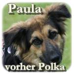 18.06.2016, Update 17.11.2016 - Polka, Mischling, ♀, geb. ca. Feb./März 2016