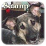 27.11.2015, Update 09.03.2018 - Scamp, Mischling, ♂, geb. ca. , mittelgroß