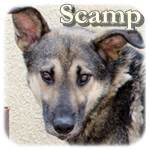 27.11.2015, Update 09.03.2018 - Scamp, Mischling, ♂, geb. ca. 2013/2014, mittelgroß