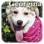 Update 20.01.2017 - Georgina, Mischling, ♀, geb. ca. Ende Aug./Anfang Sept. 2016