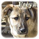 Update 30.12.2016 - Freya, Mischling, ♀, geb. ca. Mitte Oktober/Anfang November 2016