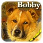 Update 18.12.2015 - Bobby, Mischling, ♂, geb. ca. Ende Juni/Anfang Juli 2015