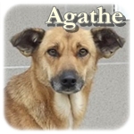 Update 01.05.2015 - Agathe, Mischling, ♀, geb. ca. Ende 2012, mittelgroß, ca. 15kg